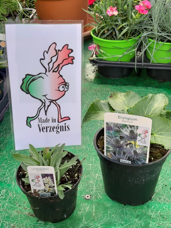 Eryngium Alpinum (Regina delle Alpi) e Leontopodium Alpinum (Stella Alpina) di nostra produzione “Made in Verzegnis”